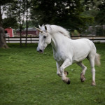 Discharging Student Loans – The Unicorn of the Bankruptcy World